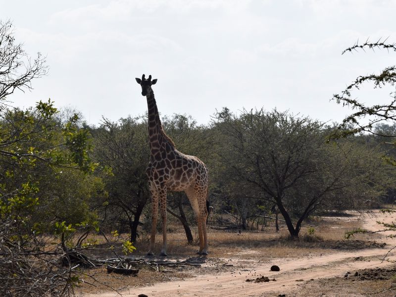 Centrally located, 1ha stand in Moditlo Wildlife Estate, bordering the riverine, Hoedspruit - Photo 10