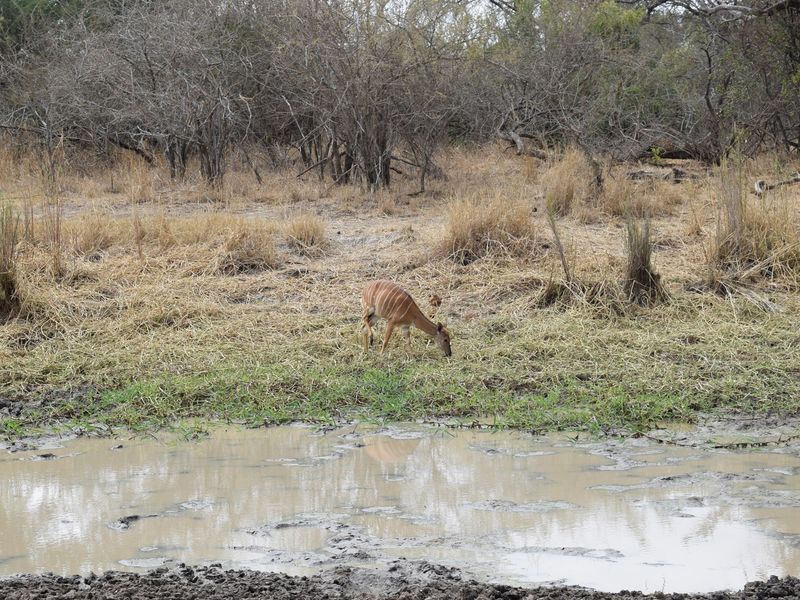 Centrally located, 1ha stand in Moditlo Wildlife Estate, bordering the riverine, Hoedspruit - Photo 8