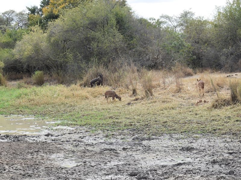 Centrally located, 1ha stand in Moditlo Wildlife Estate, bordering the riverine, Hoedspruit - Photo 9
