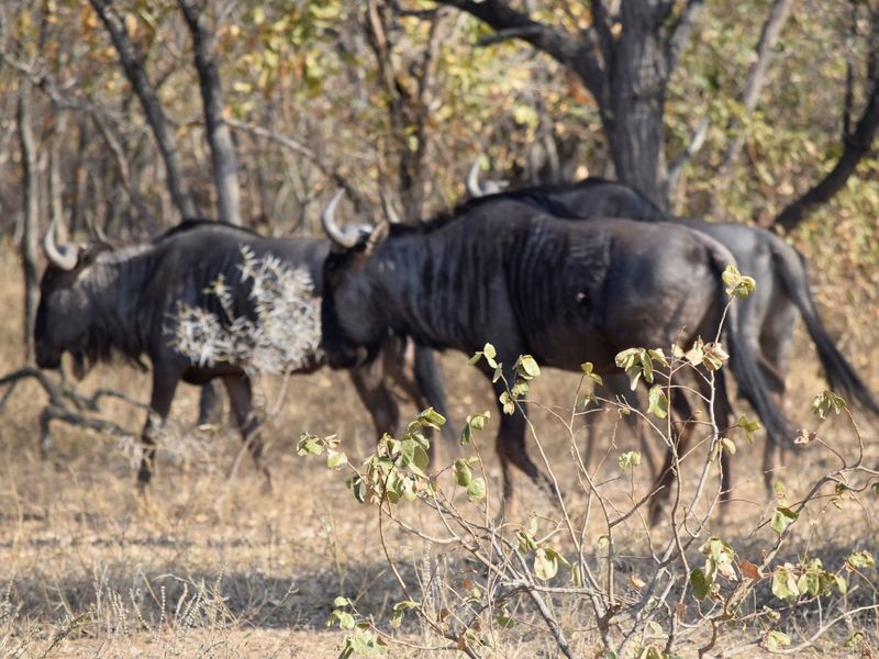 Centrally located, 1ha stand in Moditlo Wildlife Estate, bordering the riverine, Hoedspruit - Photo 6