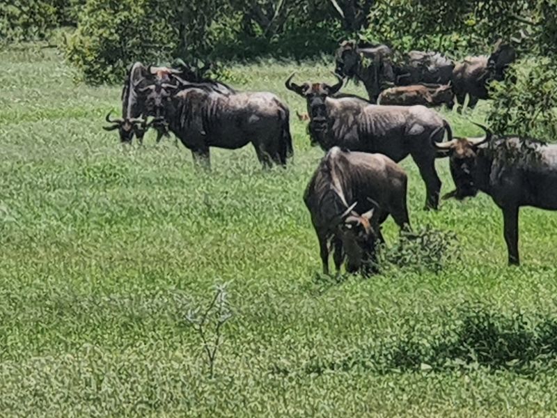 Centrally located, 1ha stand in Moditlo Wildlife Estate, bordering the riverine, Hoedspruit - Photo 3