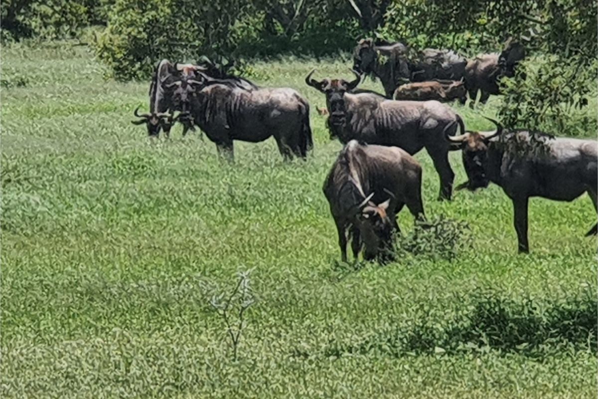 Centrally located, 1ha stand in Moditlo Wildlife Estate, bordering the riverine, Hoedspruit - Photo 3