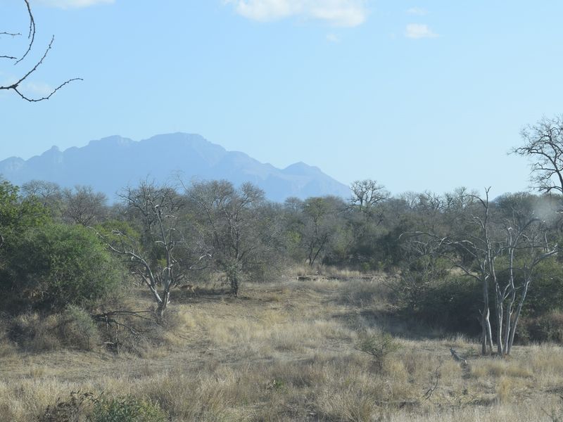 Centrally located, 1ha stand in Moditlo Wildlife Estate, bordering the riverine, Hoedspruit - Photo 5