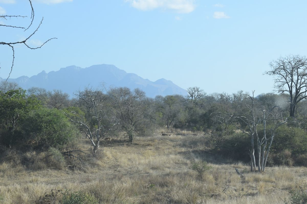 Centrally located, 1ha stand in Moditlo Wildlife Estate, bordering the riverine, Hoedspruit - Photo 5