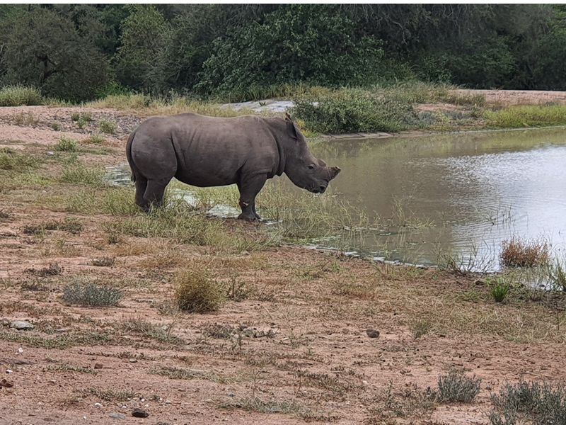 Centrally located, 1ha stand in Moditlo Wildlife Estate, bordering the riverine, Hoedspruit - Photo 2