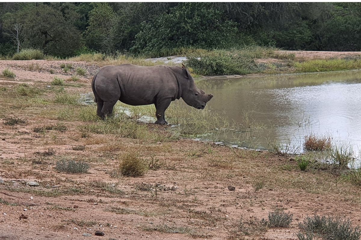 Centrally located, 1ha stand in Moditlo Wildlife Estate, bordering the riverine, Hoedspruit - Photo 2