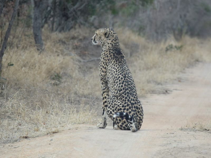 Centrally located, 1ha stand in Moditlo Wildlife Estate, bordering the riverine, Hoedspruit - Photo 4