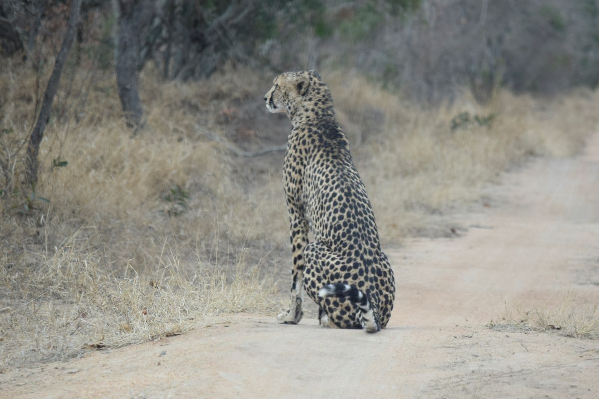 Centrally located, 1ha stand in Moditlo Wildlife Estate, bordering the riverine, Hoedspruit - Photo 4