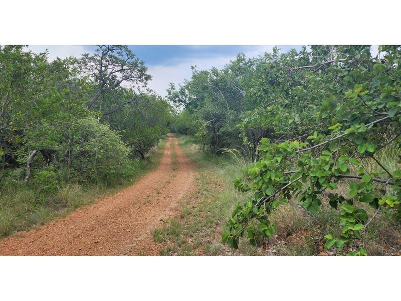 Innibos - 1 HA Vacant land with spectacular views of Springbuck Flats - Dog Friendly - Photo 7