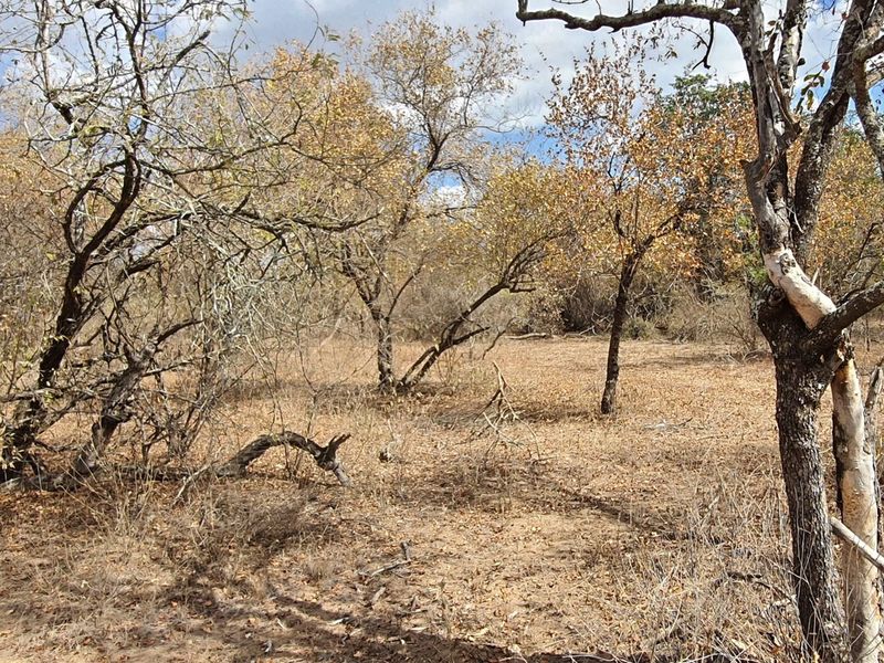 Corner stand available in Rapters View Wildlife Estate for plot and plan option - Photo 6