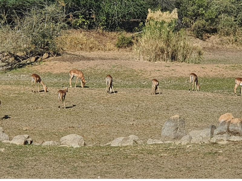 Corner stand available in Rapters View Wildlife Estate for plot and plan option - Photo 3