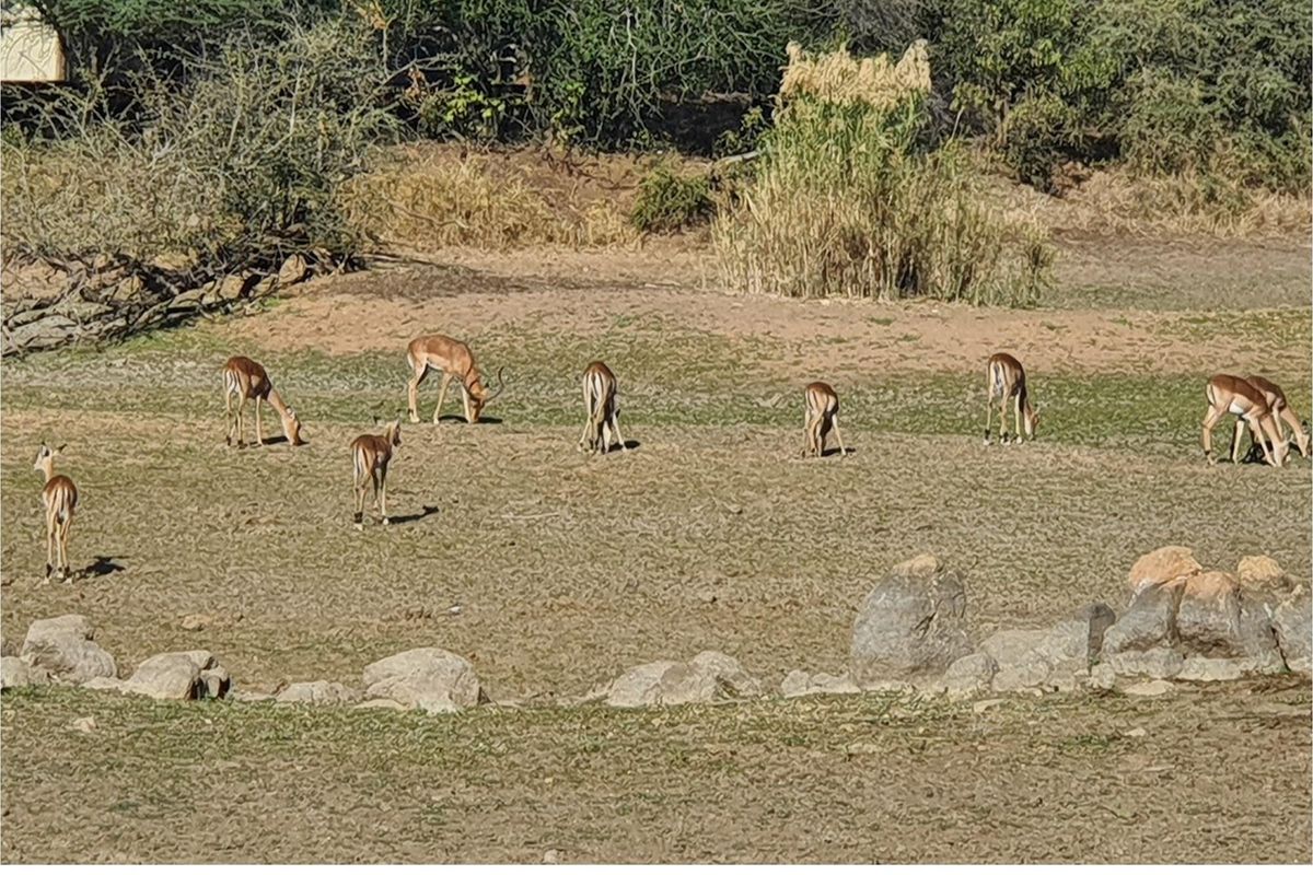 Corner stand available in Rapters View Wildlife Estate for plot and plan option - Photo 3