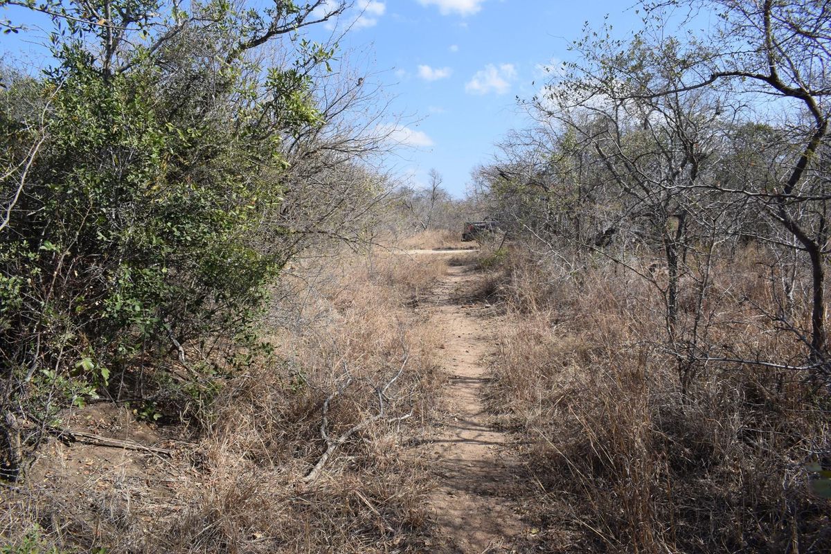 A view of a natural, undeveloped residential plot featuring native bushveld vegetation and a dirt pathway.