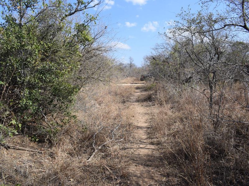 Southern  stand in lower Moditlo Wildlife Estate - Moria Farm, no noise, Big 4 and watering spots. - Photo 10