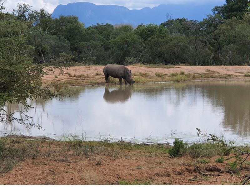 Southern  stand in lower Moditlo Wildlife Estate - Moria Farm, no noise, Big 4 and watering spots. - Photo 9