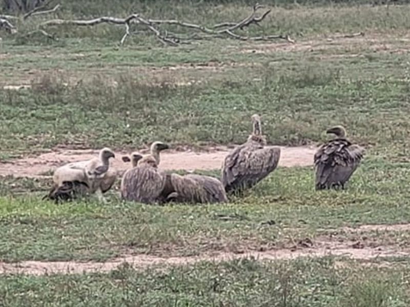 Southern  stand in lower Moditlo Wildlife Estate - Moria Farm, no noise, Big 4 and watering spots. - Photo 2