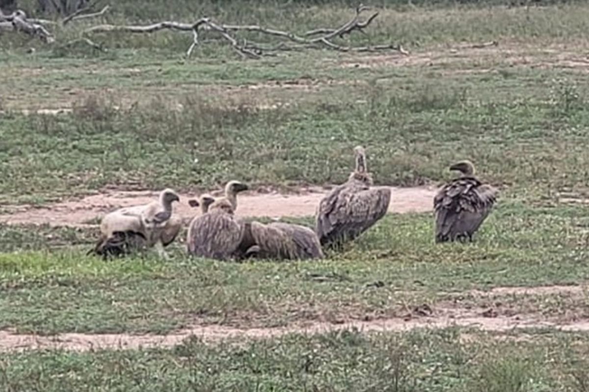 Southern  stand in lower Moditlo Wildlife Estate - Moria Farm, no noise, Big 4 and watering spots. - Photo 2