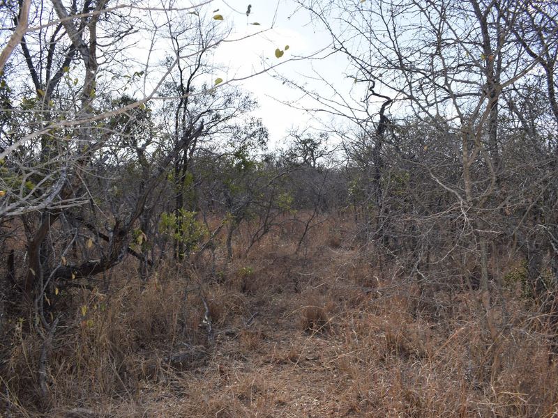 Southern  stand in lower Moditlo Wildlife Estate - Moria Farm, no noise, Big 4 and watering spots. - Photo 8