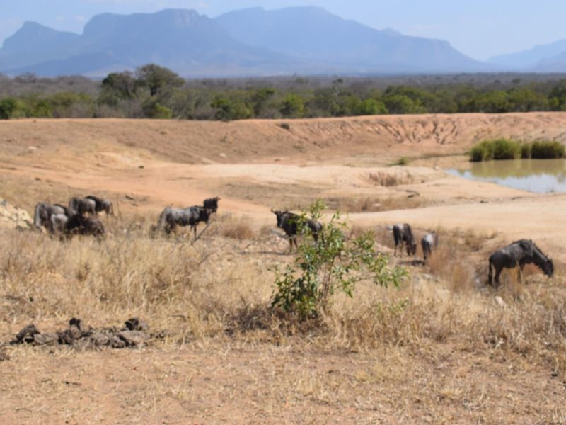 Southern  stand in lower Moditlo Wildlife Estate - Moria Farm, no noise, Big 4 and watering spots. - Photo 3