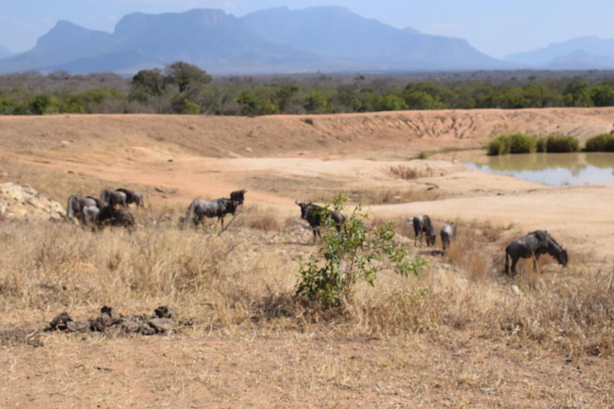 Southern  stand in lower Moditlo Wildlife Estate - Moria Farm, no noise, Big 4 and watering spots. - Photo 3