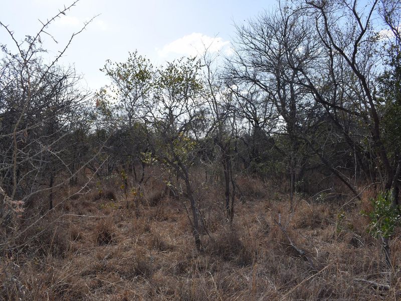 Southern  stand in lower Moditlo Wildlife Estate - Moria Farm, no noise, Big 4 and watering spots. - Photo 5