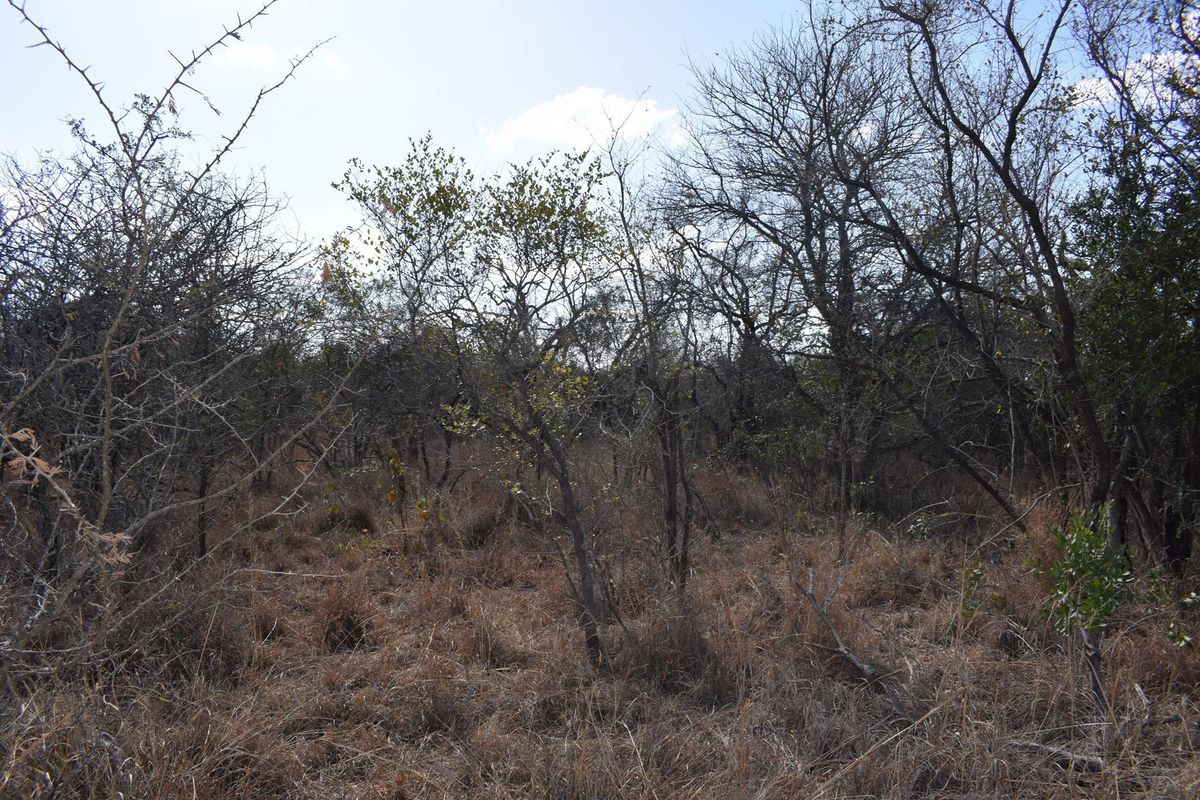 Southern  stand in lower Moditlo Wildlife Estate - Moria Farm, no noise, Big 4 and watering spots. - Photo 5