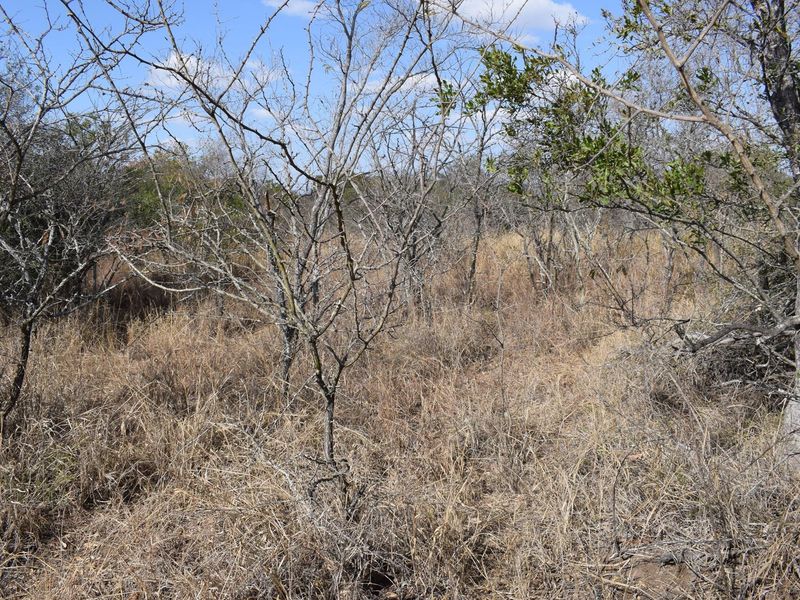 Southern  stand in lower Moditlo Wildlife Estate - Moria Farm, no noise, Big 4 and watering spots. - Photo 6