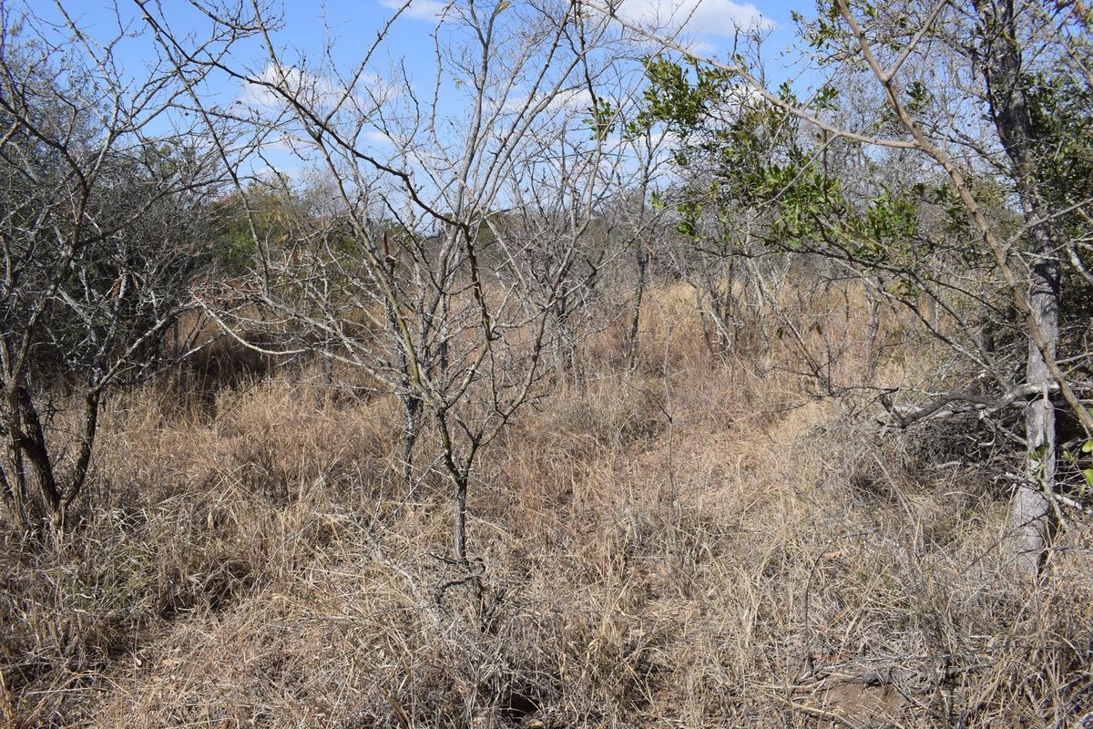 A view of the vacant residential land featuring natural vegetation, dry grass, and native trees across the undeveloped plot.