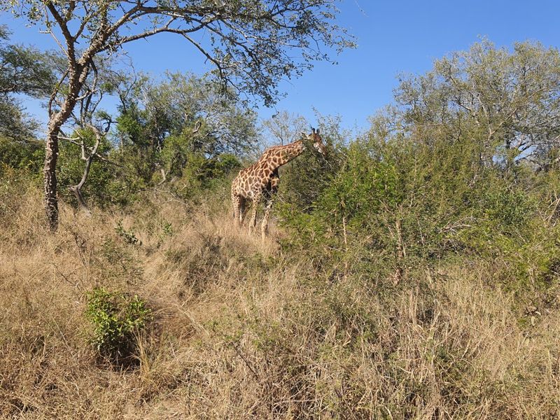 A scenic view of natural bushveld landscape featuring indigenous trees and wildlife on the residential property.