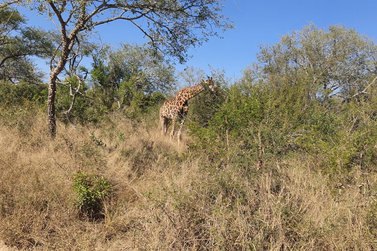 A scenic view of natural bushveld landscape featuring indigenous trees and wildlife on the residential property.