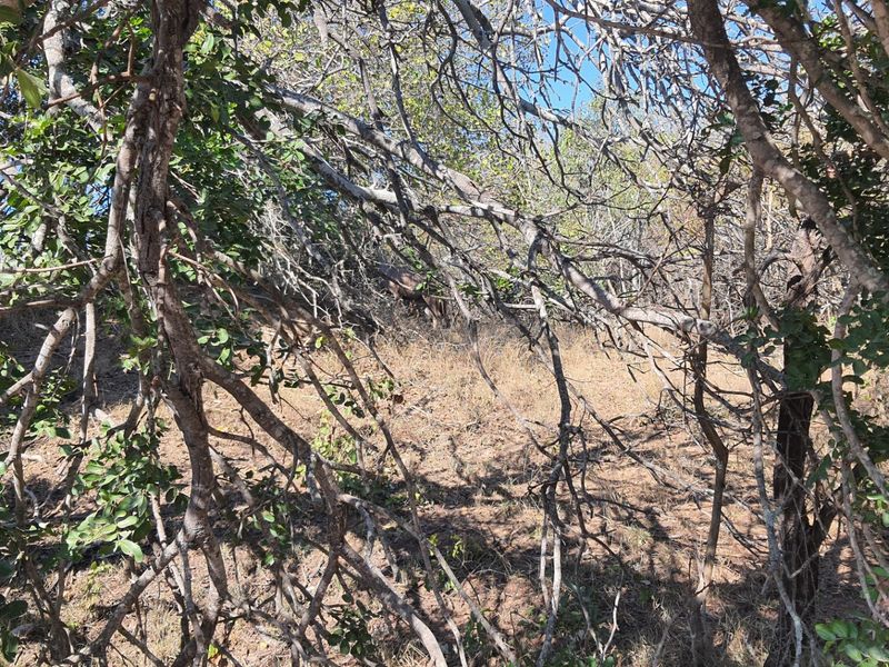 A view of the natural, undeveloped residential land featuring dense native vegetation and sloped terrain.