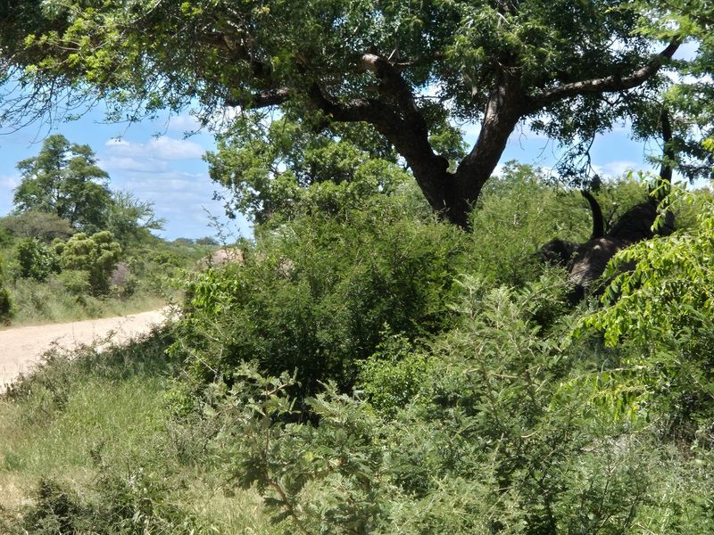 A view of a natural, undeveloped residential plot featuring mature trees and dense indigenous vegetation along a dirt access path.