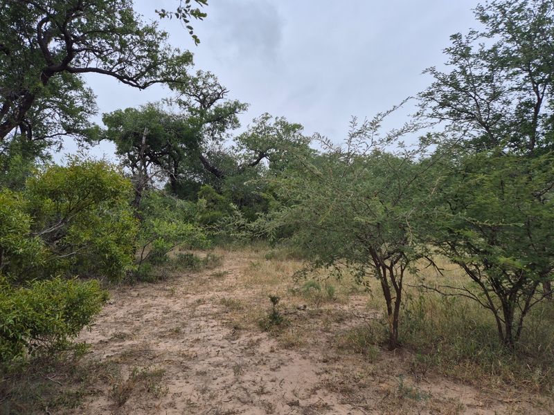 A view of the natural, undeveloped residential land featuring established indigenous trees and native vegetation.