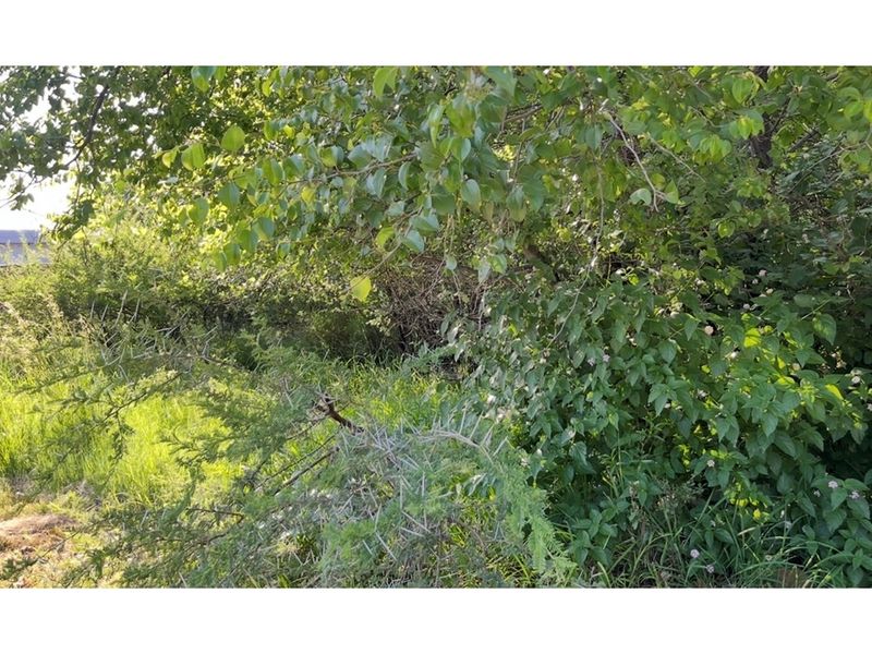 A view of the dense, overgrown vegetation and mature trees located on the residential vacant land plot.