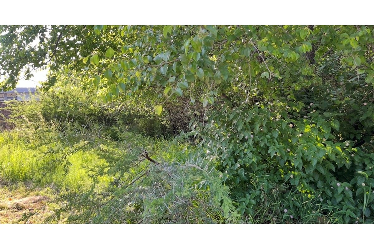 A view of the dense, overgrown vegetation and mature trees located on the residential vacant land plot.