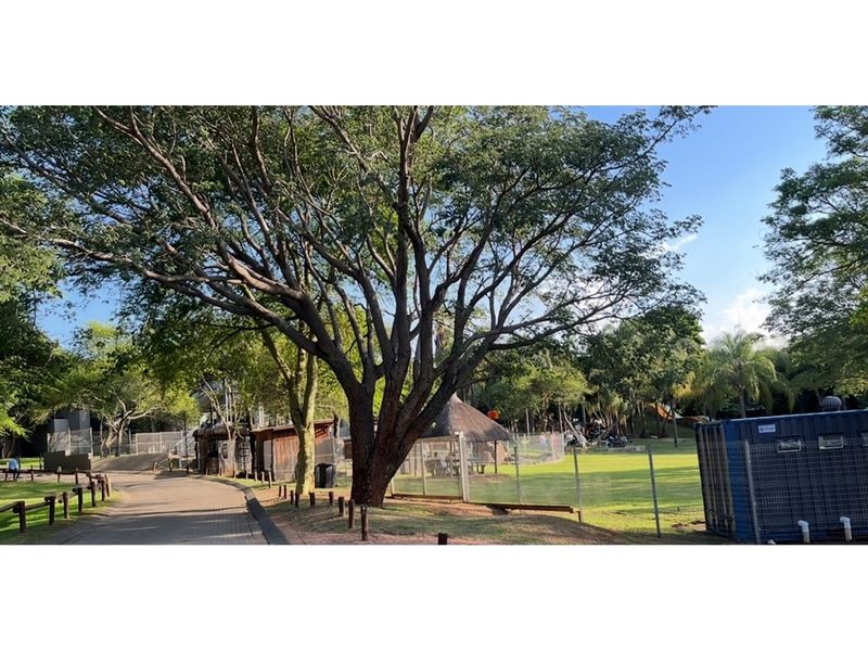 A well-maintained residential garden area featuring mature trees, a paved walkway, and a thatched gazebo structure within a fenced landscape.