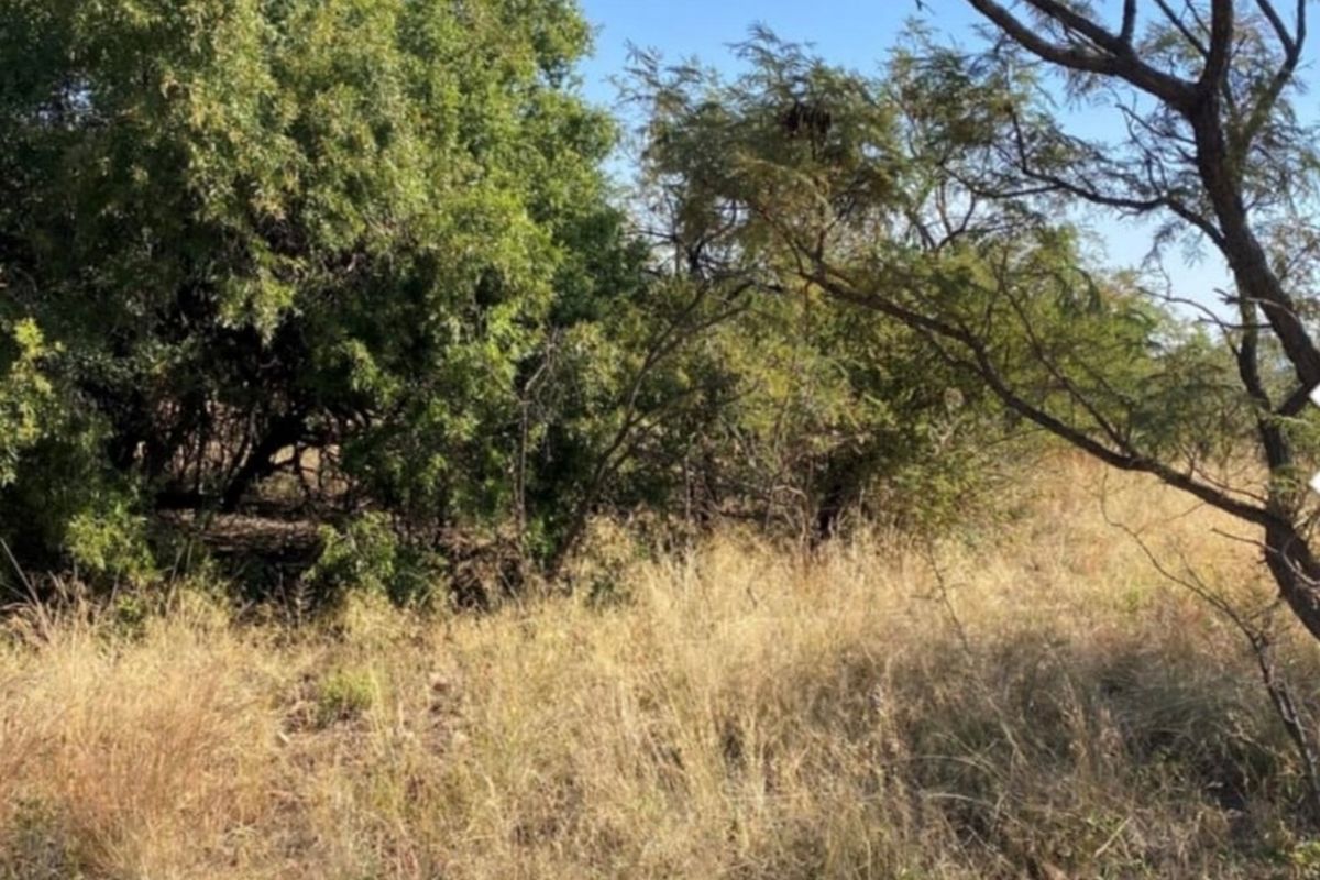 A view of the natural landscape featuring established native trees and wild grass on the vacant residential land.