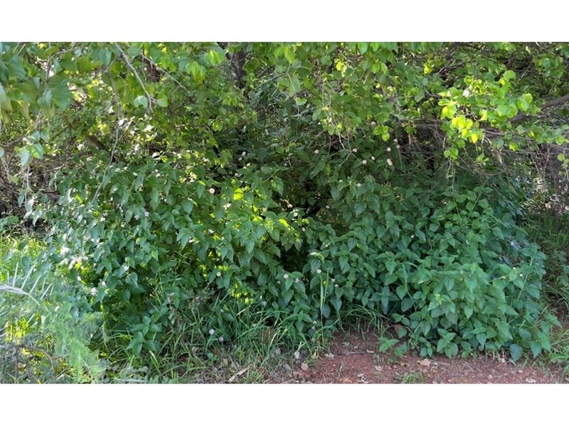 A view of dense, overgrown vegetation and mature trees on the residential land plot.