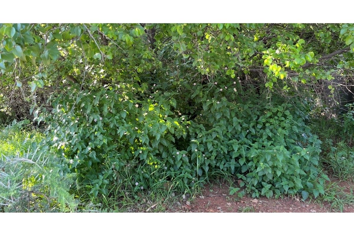 A view of dense, overgrown vegetation and mature trees on the residential land plot.