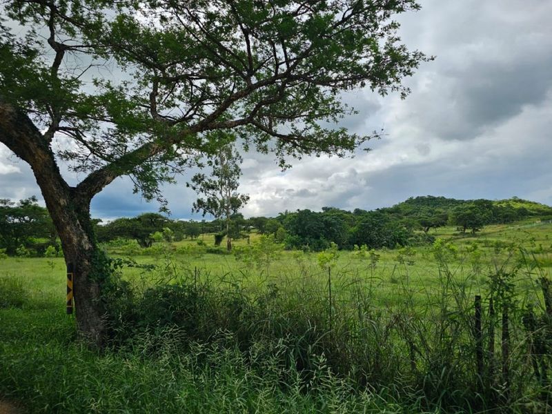 Expansive view of the small holding landscape featuring open green pastures, mature trees, and natural vegetation under a cloudy sky.