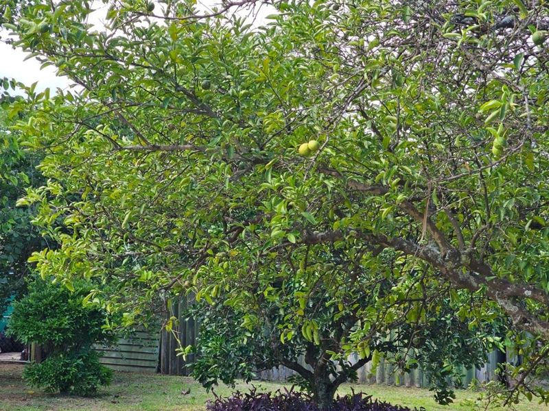 A well-established garden area featuring a mature fruit tree and timber boundary fencing, providing a private and natural outdoor setting.