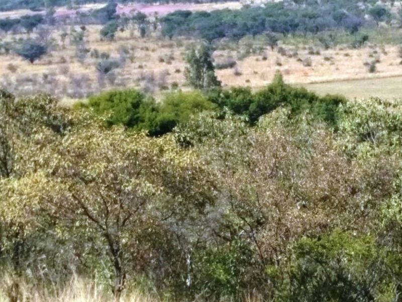 Rustic 74 ha Cattle Farm with 4 Houses, Cullinan - Photo 4