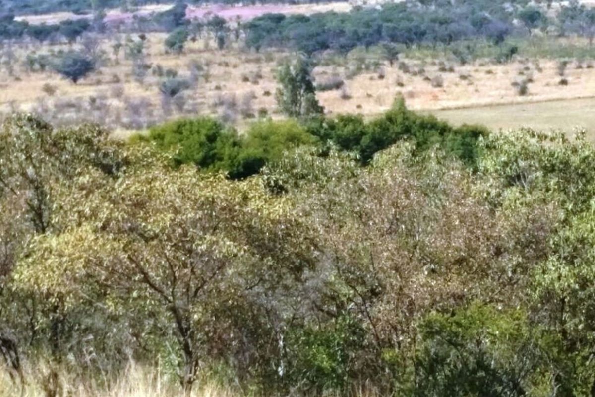 Rustic 74 ha Cattle Farm with 4 Houses, Cullinan - Photo 4