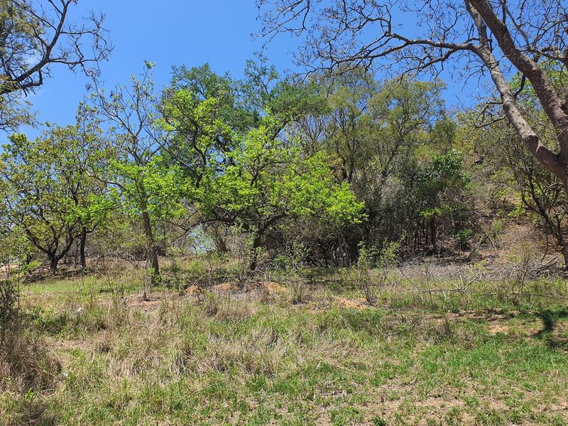 A view of the natural, undeveloped residential land featuring established trees and native vegetation on a gentle slope.