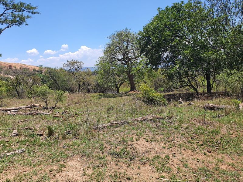 A view of the vacant residential land featuring natural vegetation, mature trees, and open grassy areas.