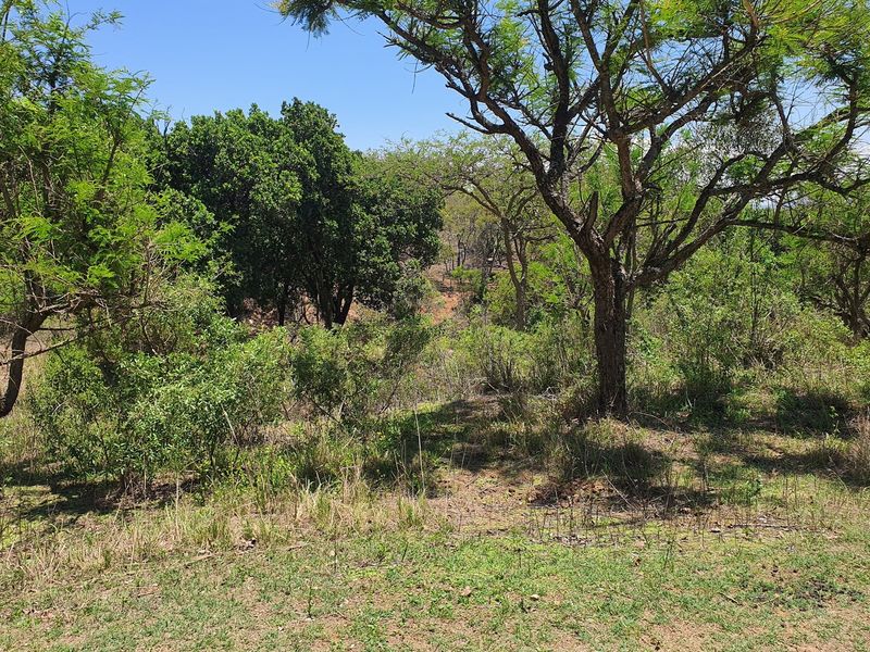 A view of the vacant residential land featuring established indigenous trees and natural vegetation, offering a peaceful and private setting for future development.
