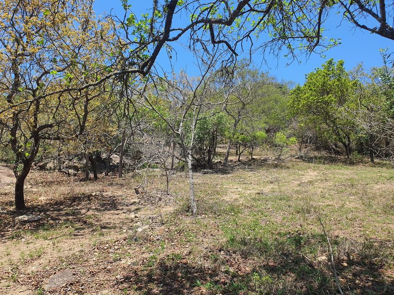 A view of the natural, undeveloped residential land featuring mature trees and native vegetation on a sloped terrain.