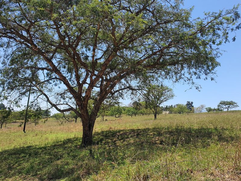 A view of the vacant residential land featuring mature trees and natural grass coverage.