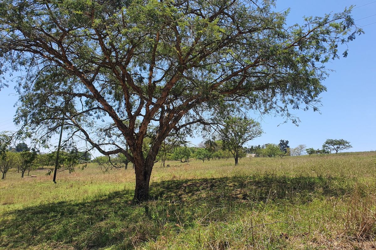 A view of the vacant residential land featuring mature trees and natural grass coverage.