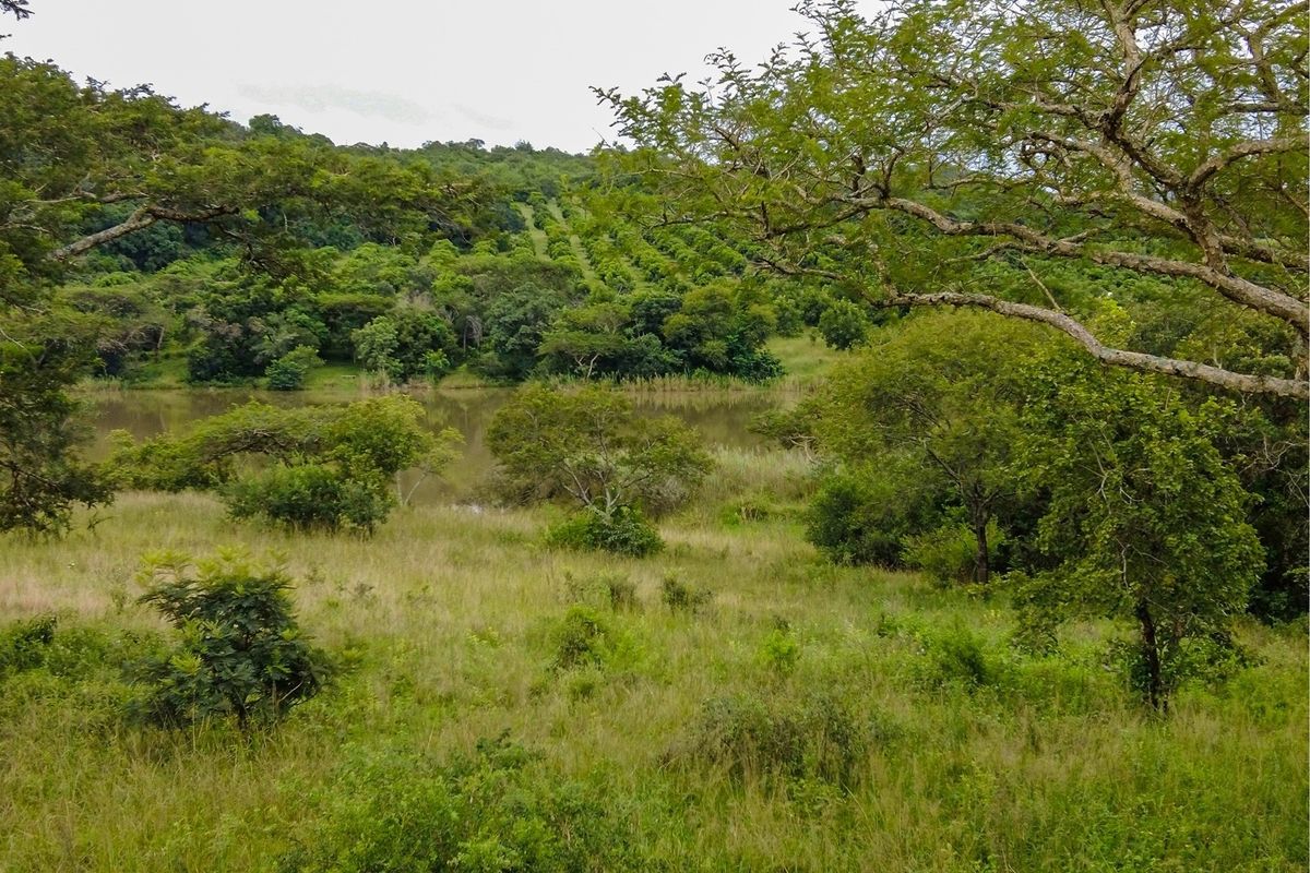 Prime Land in White River: No Transfer Duty! - Photo 5